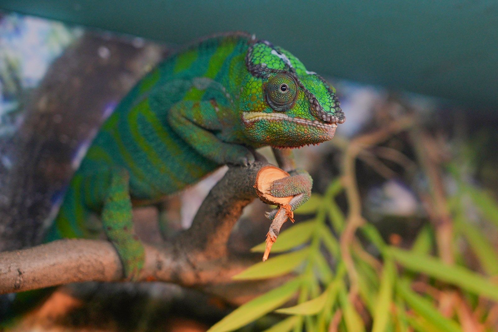 Еще одним новым жителем стал пантеровый хамелеон. Фото: пресс-служба Департамента культуры города Москвы