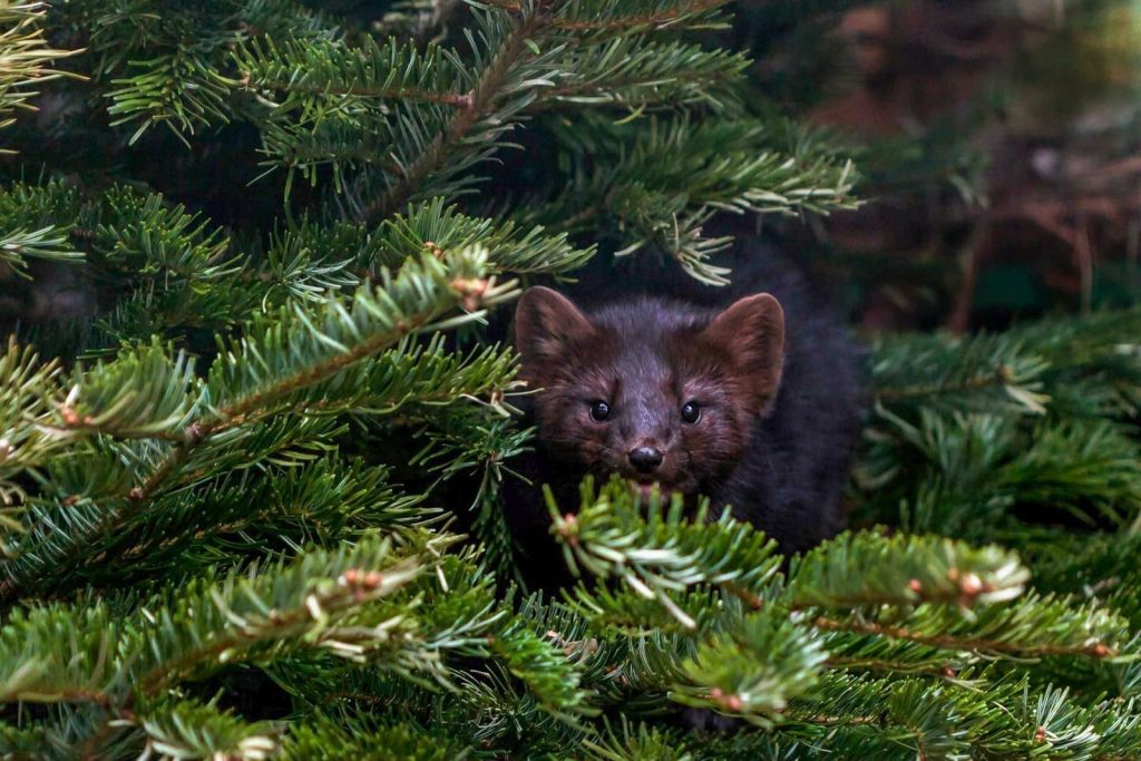 Об экологических инициативах в парках и культурных учреждениях ЦАО рассказали москвичам